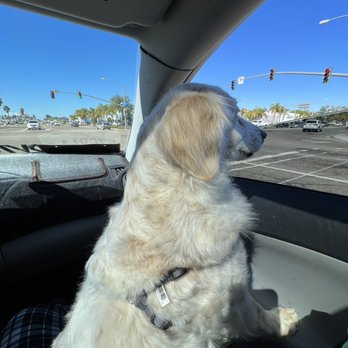 Doggie Dos  - bonita enjoying her ride home after an amazing grooming session ! - Pet Groomers Near Me - La Mesa, California