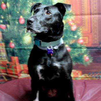 Dogs By Helene - Pet Groomers Near Me - Glens Falls, New York