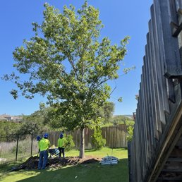 The ginormous red oak installed today. 35 feet tall, and delivered with care! The ginormous red oak installed today. 35 feet tall, and delivered with care!