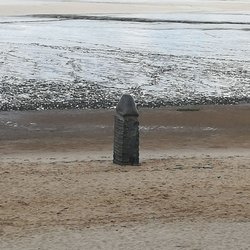 Phallus