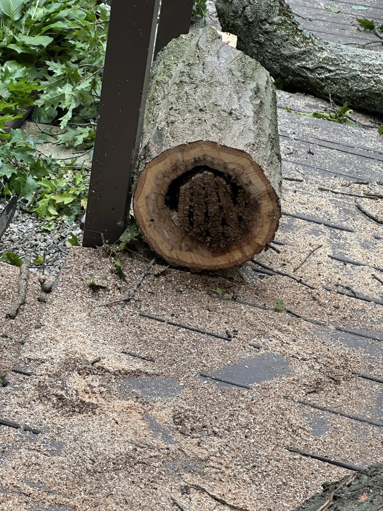 D&I Tree Service - tree service in ANN ARBOR, MI