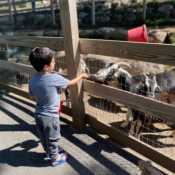 Abma's Farm - Feeding Goats - Farmers Market Near Me - Wyckoff, New Jersey Abma's Farm - Feeding Goats - Farmers Market Near Me - Wyckoff, New Jersey