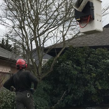 Collins Tree Service - Tree Services Near Me