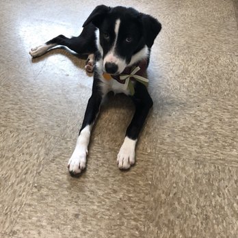 Doggie Day Spa - They even gifted her with a bow!! - Pet Groomers Near Me - Copperas Cove, Texas