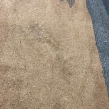 Daisy Fresh Carpet Cleaning - Carpet Cleaning Near Me - Centreville, Virginia Daisy Fresh Carpet Cleaning - Carpet Cleaning Near Me - Centreville, Virginia