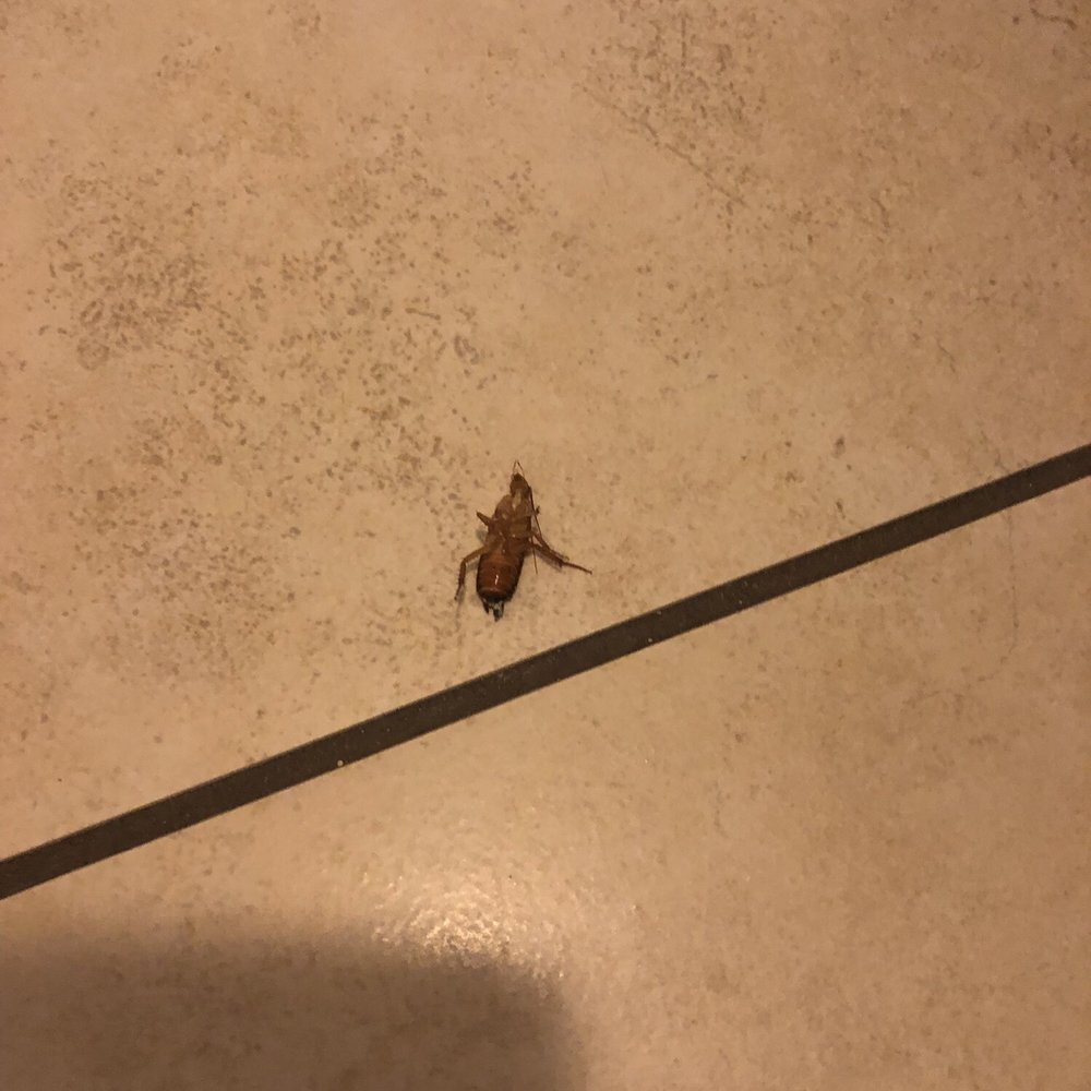 Residence Inn Phoenix - Dying cockroach on bathroom floor - Hotels Near Me - Phoenix, Arizona Residence Inn Phoenix - Dying cockroach on bathroom floor - Hotels Near Me - Phoenix, Arizona