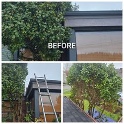Just For Trees - Tree pruning