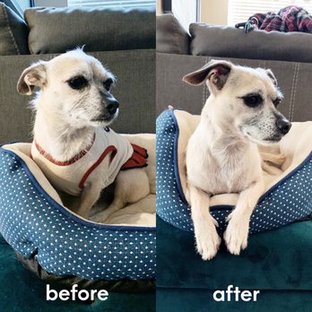 Spa 4 Paws - Pet Groomers Near Me - Stockton, California