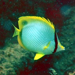 Scuba Marco - Spotfin Butterflyfish