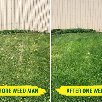 Weed Man - before and after one week - Pest Control Near Me - Spencer, Massachusetts Weed Man - before and after one week - Pest Control Near Me - Spencer, Massachusetts