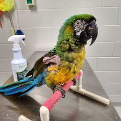 North Alabama Cat & Bird Veterinary Clinic