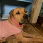 Photo of Animal Mansion Veterinary Hospital