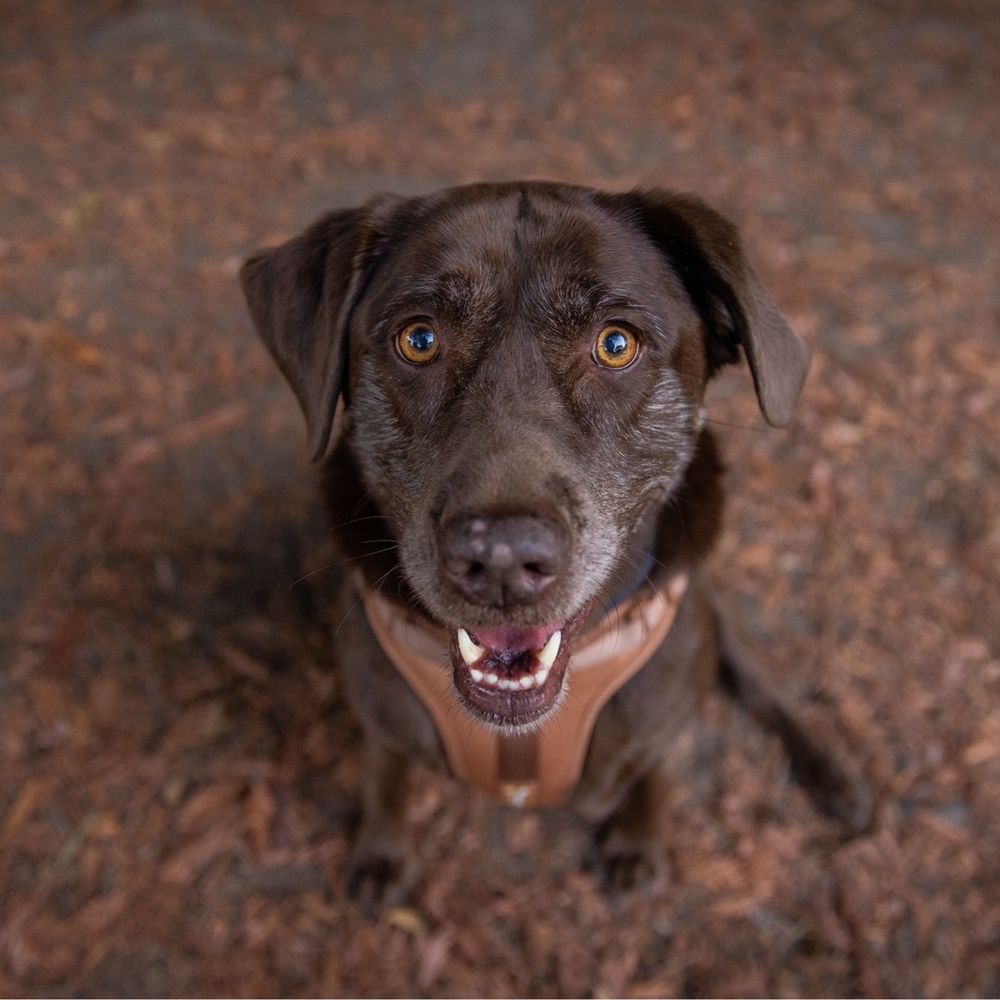 TOP 10 BEST Pet Photography in Solano County, CA - Updated 2026 - Yelp