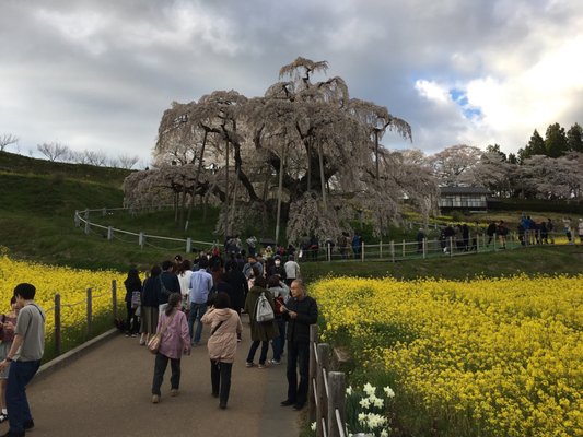 Miharu Takizakura by null