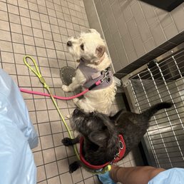 Puppies with a cough. We had to isolate .