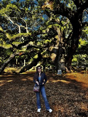 Angel Oak Tree by null