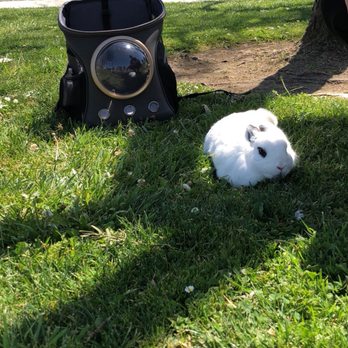 Rabbit Rescue - Dexter loafing in a park - Animal Shelters Near Me - Paramount, California Rabbit Rescue - Dexter loafing in a park - Animal Shelters Near Me - Paramount, California