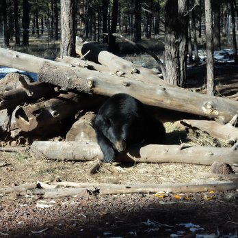 Bearizona - Chillin catching the rays. - Zoos Near Me - Williams, Arizona