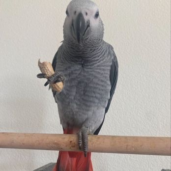 The Feather Farm - My beautiful African Grey - Bird Shops Near Me - Napa, California The Feather Farm - My beautiful African Grey - Bird Shops Near Me - Napa, California