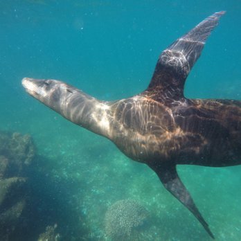 Baja Ballenas - Whale Watching Tours Near Me Baja Ballenas - Whale Watching Tours Near Me