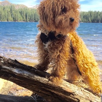 Sweet Misery Poodles - He needed a haircut , but we don't believe in doing a standard poodle cut - Pet Stores Near Me