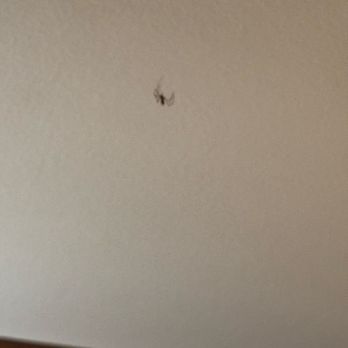 The Kinney - Spider - Hotels Near Me - Venice, California