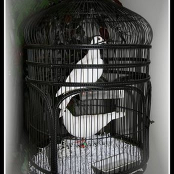 My White Doves - Display Doves - Party & Event Planning Near Me My White Doves - Display Doves - Party & Event Planning Near Me