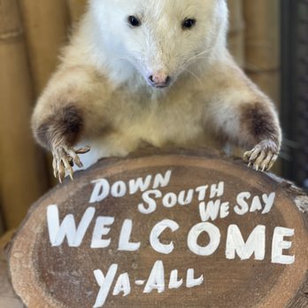 Gone Wild Safari - Cute possum when you walk in - Zoos Near Me - Pineville, Louisiana Gone Wild Safari - Cute possum when you walk in - Zoos Near Me - Pineville, Louisiana