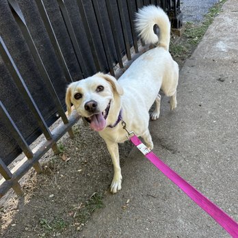 Entailed Adventures - Dog Walkers Near Me - Saint Louis, Missouri