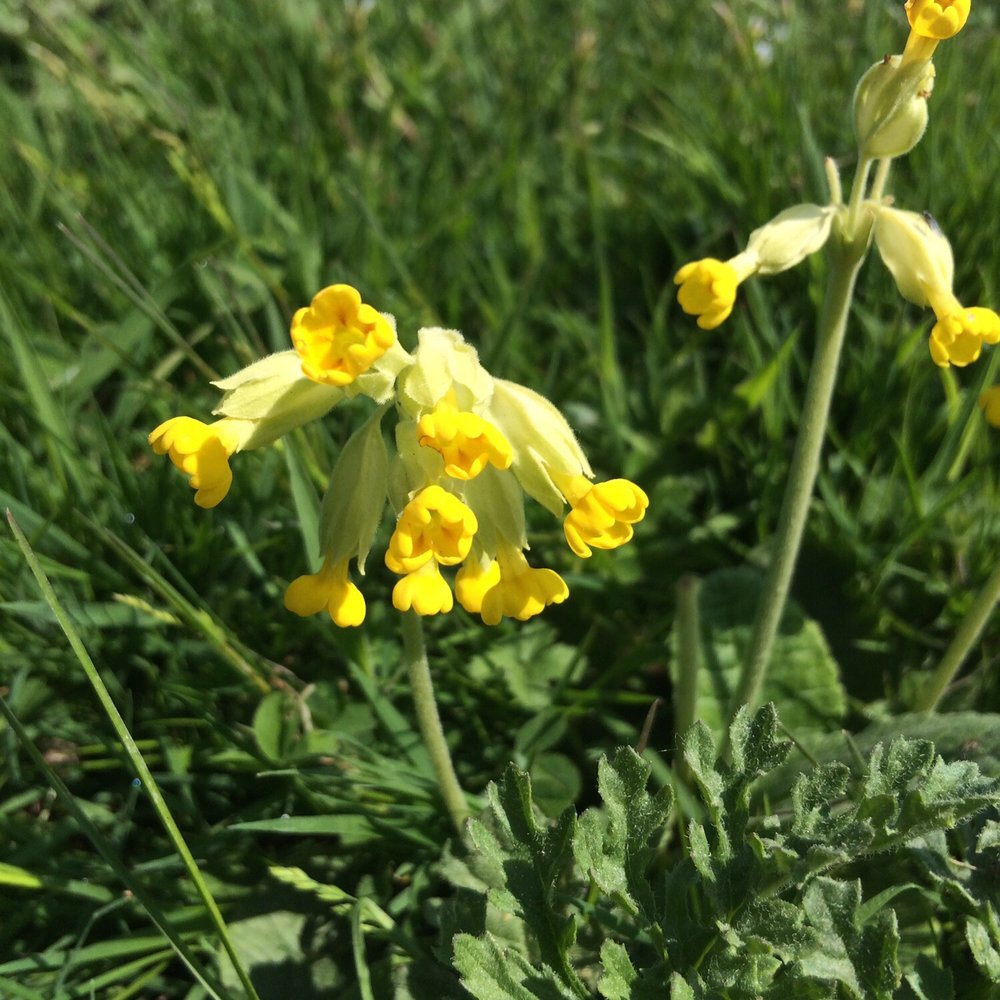 Castle Hill Nature Reserve - Cowslips - Dog Parks Near Me - Newhaven, ESX