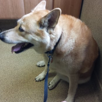 Northfield Veterinary Hospital - Veterinarians Near Me - Northfield, Ohio Northfield Veterinary Hospital - Veterinarians Near Me - Northfield, Ohio