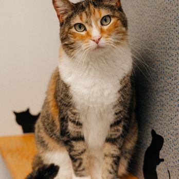 Naperville Area Humane Society - Animal Shelters Near Me - Naperville, Illinois Naperville Area Humane Society - Animal Shelters Near Me - Naperville, Illinois