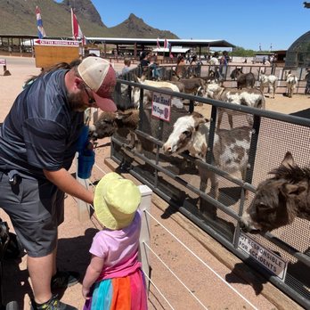 Rooster Cogburn Ostrich Ranch - Feeding donkeys - Petting Zoos Near Me - Picacho, Arizona Rooster Cogburn Ostrich Ranch - Feeding donkeys - Petting Zoos Near Me - Picacho, Arizona