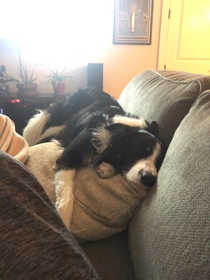 pooch palace long point road