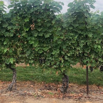 Niagara Vintage Wine Tours - Pillitteri Estates Winery - Wine Tours Near Me - Niagara Falls, Ontario Niagara Vintage Wine Tours - Pillitteri Estates Winery - Wine Tours Near Me - Niagara Falls, Ontario