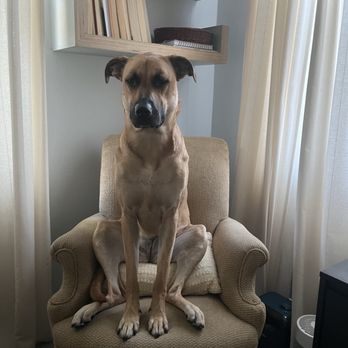 Ladera Ranch Animal Hospital - Lily in natural habitat. - Veterinarians Near Me - Ladera Ranch, California Ladera Ranch Animal Hospital - Lily in natural habitat. - Veterinarians Near Me - Ladera Ranch, California
