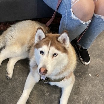 Barnhouse Napa Brews - Dog friendly place. They gave her a puppuccino. - Pubs Near Me - Napa, California