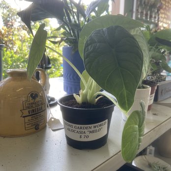 Leon's Garden World - Houseplants - Floral Designers Near Me - Wilmington, Delaware