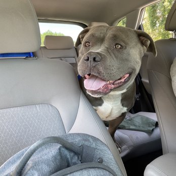 Underdog Animal Rescue - Car ride home - Pet Adoption Near Me Underdog Animal Rescue - Car ride home - Pet Adoption Near Me