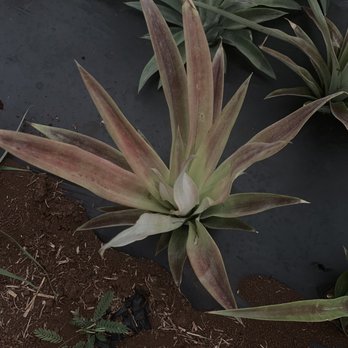 Kauai sugarloaf pineapple - The sugarloaf that I planted while on the tour - Farmers Market Near Me