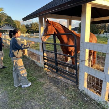 Alaska Farms - Approaching the horses with food - Yoga Near Me - Orlando, Florida Alaska Farms - Approaching the horses with food - Yoga Near Me - Orlando, Florida