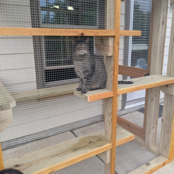 The Cat Carpenter - Pet Services Near Me The Cat Carpenter - Pet Services Near Me