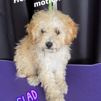 Paws in Motion DB - This is before - Pet Groomers Near Me Paws in Motion DB - This is before - Pet Groomers Near Me