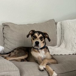 Palm Beach Paw Spa