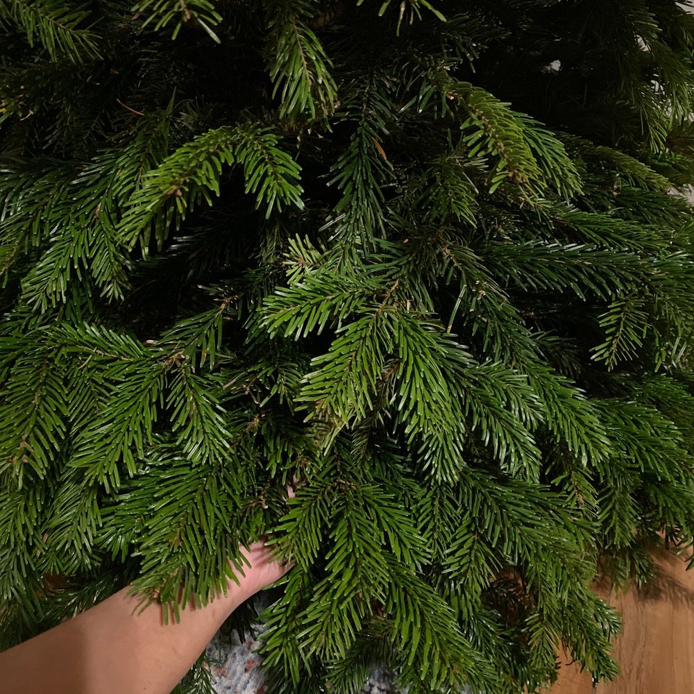 Noble Fir Noble Fir