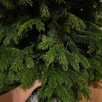 Mount Eagle Christmas Tree Lot - Noble Fir - Christmas Trees Near Me - Los Angeles, California Mount Eagle Christmas Tree Lot - Noble Fir - Christmas Trees Near Me - Los Angeles, California