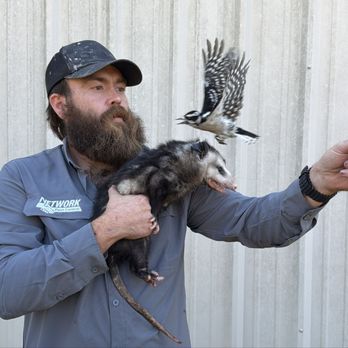 Network Pest Control - We capture all types of wildlife. - Pest Control Near Me - Rogers, Arkansas Network Pest Control - We capture all types of wildlife. - Pest Control Near Me - Rogers, Arkansas