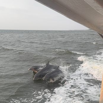 Captain Derek's Dolphin Adventure - Tours Near Me - Tybee Island, Georgia