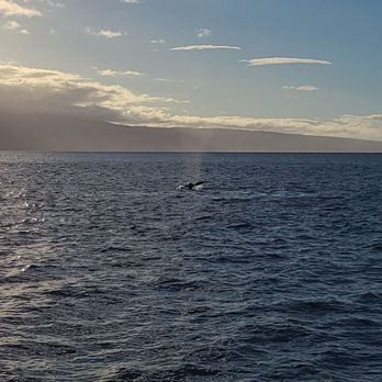 Teralani Sailing Adventures - Whale! - Boating Near Me - Lahaina, Hawaii Teralani Sailing Adventures - Whale! - Boating Near Me - Lahaina, Hawaii