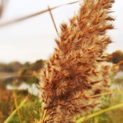 Nippersink Forest Preserve
